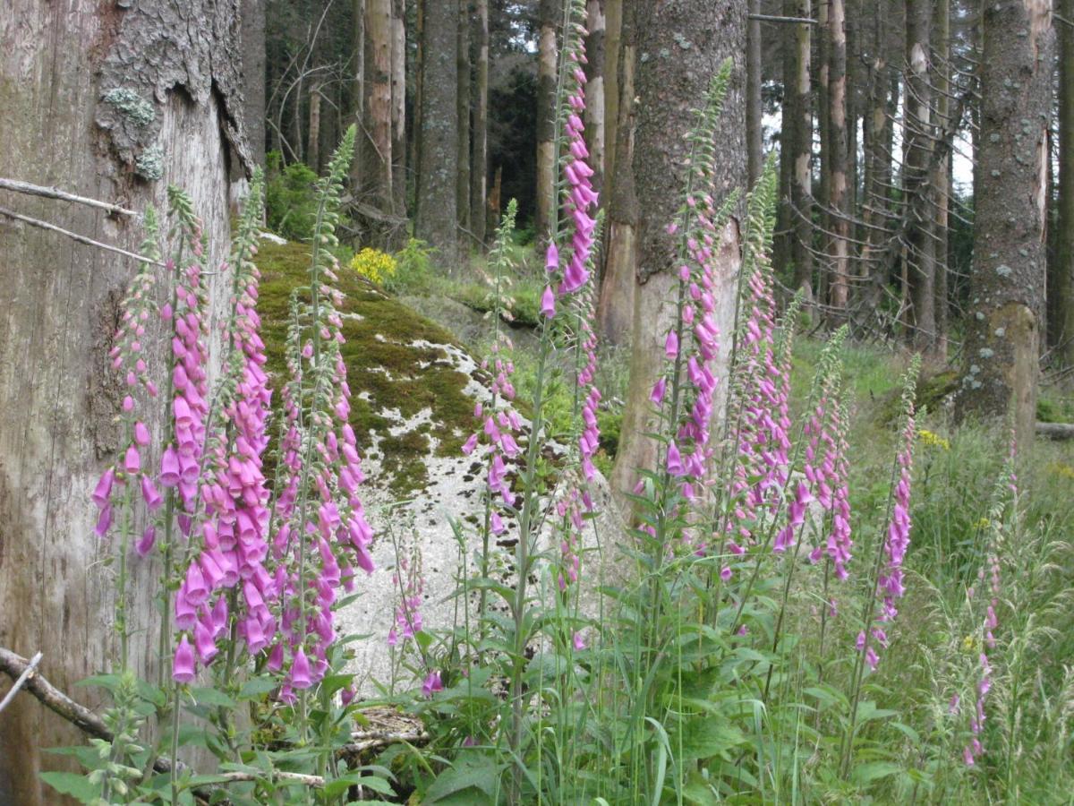 Ferienwohnung Harz Blick Braunlage Exterior foto